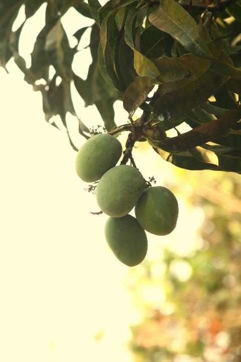 Fruits in Goa - Download Goa Photos